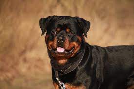 10 Dog Breeds That Could Be Mistaken for a Rottweiler
